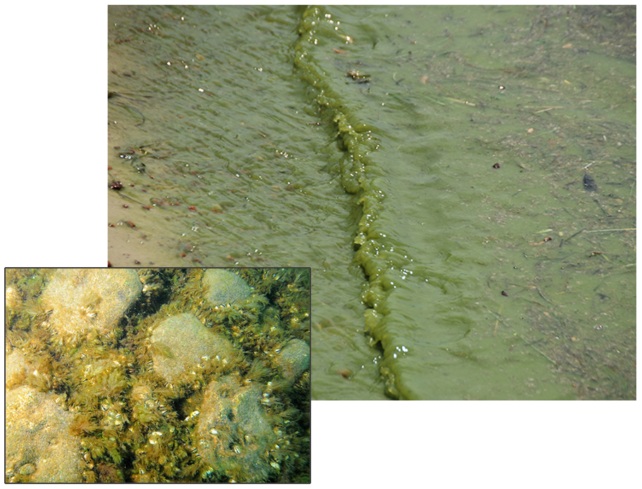 Algae bloom.  Main: Green slime on washing up on beach.  Inset: green slime on rocks underwater.